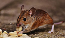 24 Hour & Emergency Exterminators in Findlay, OH